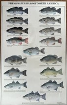 Freshwater Bass of North America Identification Chart Ron Pittard &#39;81 E.... - £23.16 GBP