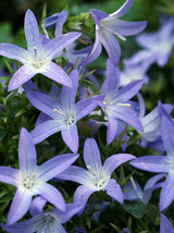 2.5&quot; pot sun campanula BLUE WATERFALLS trailing Bellflower - 1 Live Potted Plant - £39.07 GBP