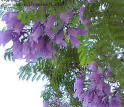 25 Blue Jacaranda Tree Mimosifolia Fern Flower Seeds * - £4.39 GBP