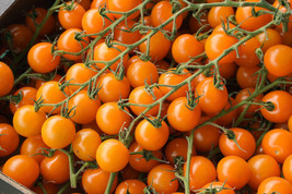 100 Orange Cherry Tomato Heirloom Solanum Lycopersicum Indeterminate Seeds Fresh - $13.25