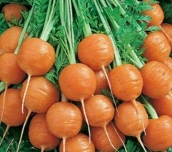 Grow In US Parisian Carrot Seeds 500+ Vegetable Garden Culinary Soups Non-Gmo - £6.81 GBP