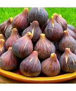 Fig Ficus Carica L Higo Live Fruit Tree 10-Inch-24Inch Árbol Frutal Vivo Plant G - $779.00