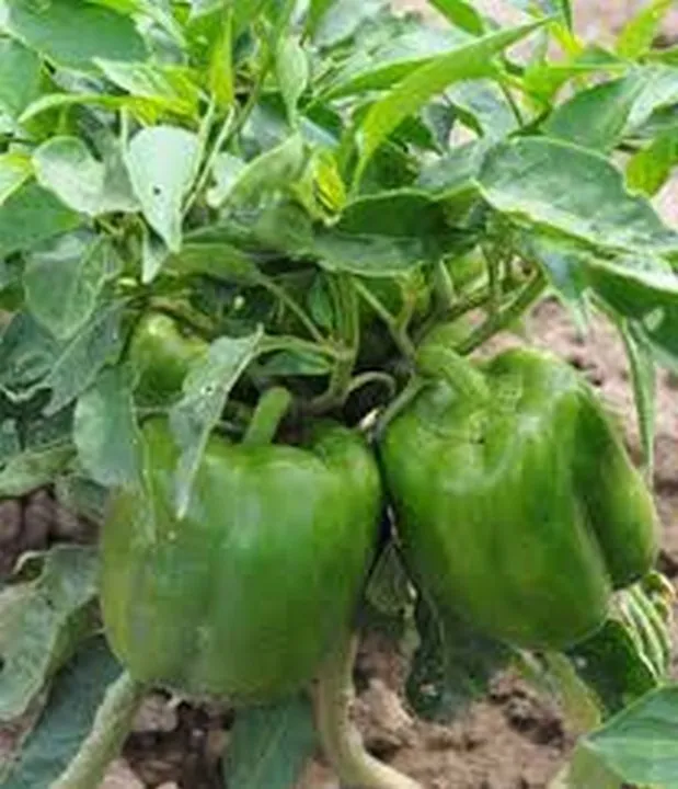 100 Seeds Pepper California Green Seller USA - $9.85