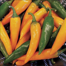 Pepper Hot Bulgarian Carrot 10 15 Fresh Organic Seeds - £7.70 GBP