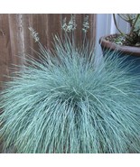 PSA Festuca Fescue Beyond Blue 2 Seeds Grass Plants In Grower&#39;S Pots Fas... - $964.70 MXN