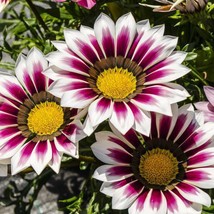 50 Gazania Seeds New Day Rose Stripe Flower Seeds Garden USA Seeds - $9.50