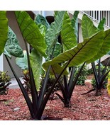 Best Black Stem Elephant Ear / Alocasia macrorrhiza / Live Plant - $34.99
