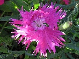 30+ Dianthus Superbus Rose Carnation Flower Seeds Great Gift - £7.91 GBP