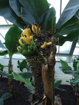 5 Seeds Banana Tree Dwarf Organic Fast Shipping - £9.38 GBP