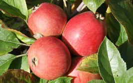 PWO 25+ Porter&#39;S Perfection Apple Seeds For Garden Planting - Usa - ! - $6.58