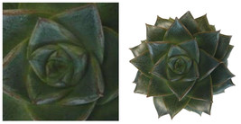 Purple Desert Rose - Echeveria purpureum - Easy Grow Succulent - 2.5&quot; Pot - C2 - £34.33 GBP