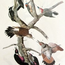 Five Woodpecker Types Bird 1946 Color Art Print John James Audubon Natur... - €33,98 EUR