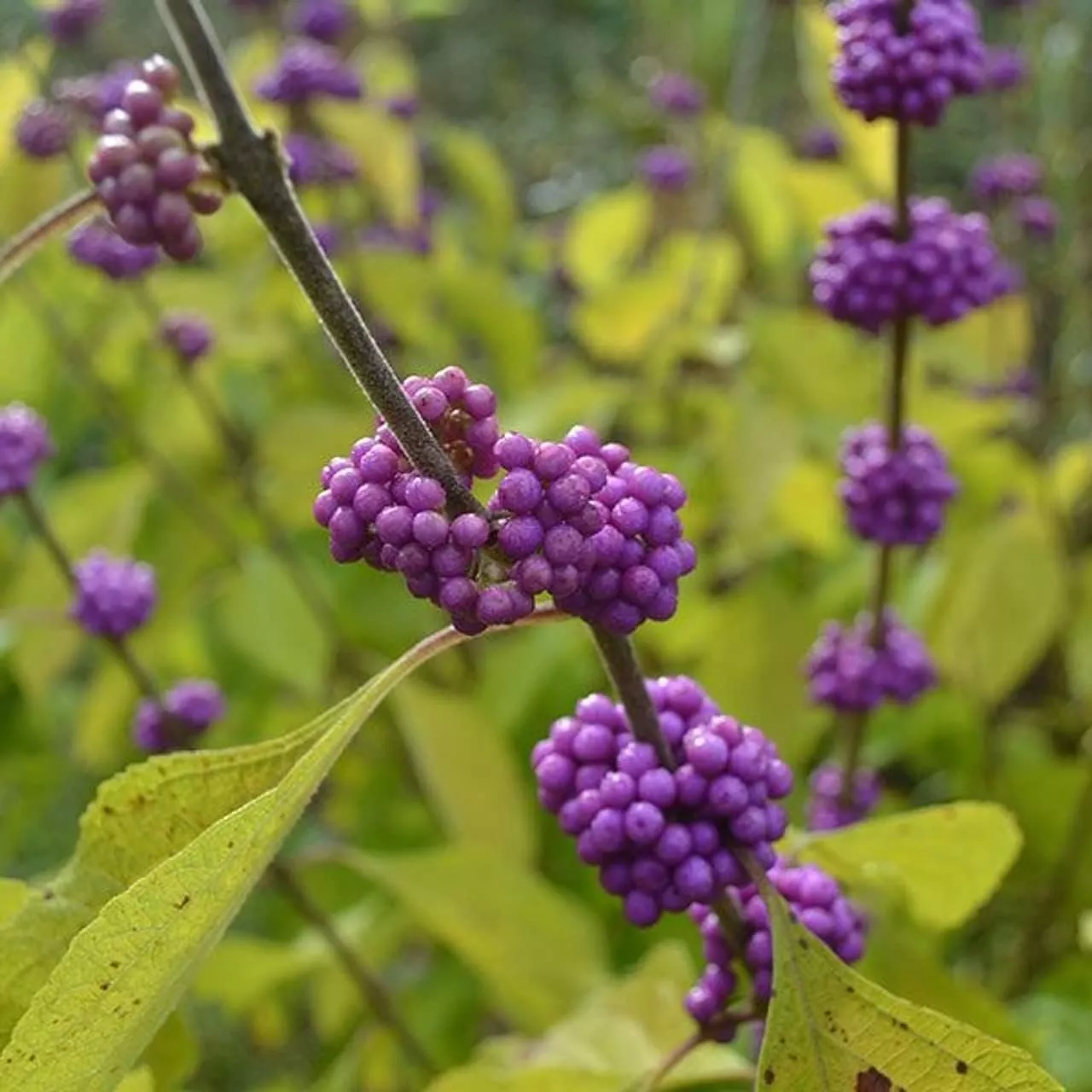 3 Live Plants American Beautyberry Callicarpa Americana Drought-Tolerant - $1,139.69 MXN