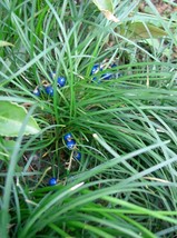 Ophiopogon Japonica Mondo Grass 5 seeds Fresh Gardening - $337.12 MXN