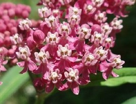 TH 30 + Rose With / Pink Center Butterfly Weed Flower Seeds / Asclepias / - £11.82 GBP
