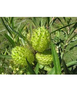 VCS Asclepias Physocarpa Syn Gomphocarpus Family Jewels Attracts Monarch... - $22.03 CAD
