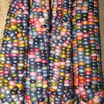 Glass Gem Cherokee Popcorn Heirloom Seeds Original Strain Indescribably Beautifu - £8.07 GBP