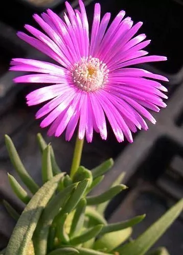 Cephalophyllum pulchrum, rare mesembs exotic living stones rock seed 100... - $22.41