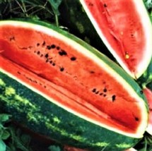 25 Seeds Congo Watermelon Fast Plant Heirloom Seeds Enjoy Results - $8.35