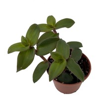 Hijau Baru Tradescantia 2.5 inch Pot Trailing House Plant - £13.91 GBP