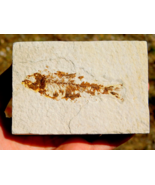 Knightia Fossil Fish Green River Formation from Wyoming for Collection D... - £35.28 GBP
