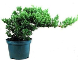 Live Flowering House Plant Bonsai Japanese Tree Pot Nana Indoor Garden Best Gift - £45.77 GBP