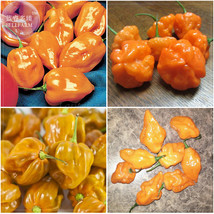 Orange Yellow Habanero Pepper Capsicum Seeds 28 Seeds Hot Chilli Vegetables Gard - £4.80 GBP