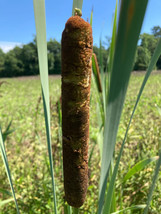 4 Cattail Plants - Live Plants - FREE SHIPPING - $23.76