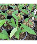Yerba Mate 1 Live Plant 3 Cup Fresh Garden - $66.68 CAD