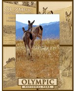Olympic National Park Laser Engraved Wood Picture Frame Portrait (8 x 10) - £41.49 GBP