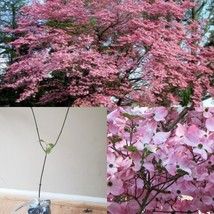 10-18&quot; Tall Quart Pots Live Plants 2 Pink Flowering Dogwood Trees Potted - £78.39 GBP