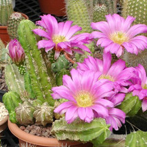 10 pcs Seeds Cactus Echinocereus viereckii var. morricalii Cactus Seeds FRESH SE - £8.52 GBP