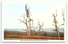 Postcard Ghost Forest Big Meadows Skyline Drive Virginia VA - £3.59 GBP