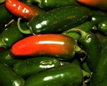 Hot Pepper Seeds Jalapeno M  50 Seeds Non-Gmo Fast Shipping - £6.41 GBP