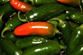 Hot Pepper Seeds Jalapeno M  50 Seeds Non-Gmo Fast Shipping - £6.35 GBP