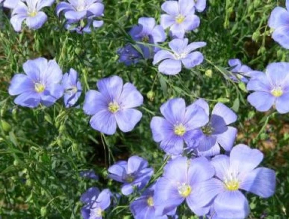 BLUE FLAX  100 FRESH SEEDS  - $6.31