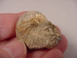 (F426-A) 1-1/2&quot; Ammonite fossil ammonites extinct marine molluscs shell ... - $234.30 MXN