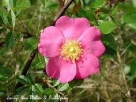Sale 25 Seeds Pink Swamp Rose Rosa Palustris Flower Shrub Bush  USA - £7.89 GBP
