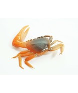 Artificial Soft Plastic Fiddler Crab Bait Lure 1-1/2&quot; Brown/Orange 16 Pack - €15,06 EUR