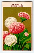 1920&#39;s Flower Seed Art Print PAQUERETTE Lithograph Original Vintage Unused - £8.61 GBP