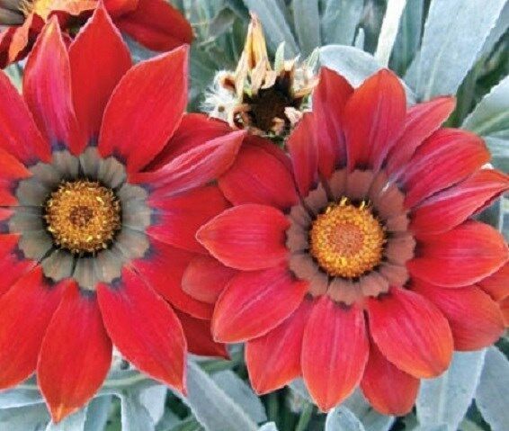 25 Gazania Seeds Frosty Kiss Red Seeds Fresh Garden USA SELLER - £16.56 GBP