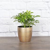 1 Pcs Arboricola Live Plant - Gold Classic Pot - 4" Live Houseplant - $50.58