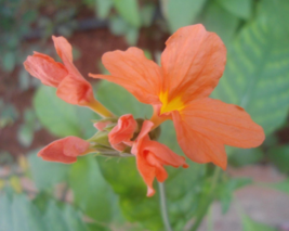 5 Pc Seeds Orange Marmalade Plant, Crossandra infundibuliformis Seeds | RK - £14.97 GBP