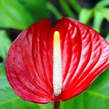 Best Anthurium Fire Glow ppaf (Fireglow) / Anthurium / Live Plant - $24.99