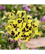 200 Swiss Giants Rhinegold Pansy (Viola) Seeds - €8,67 EUR