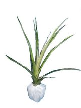 Hawaiian Pineapple Plant (Ananas Comosus) - POTTED/ROOTED - Approx. 22 - 28 Inch - $98.88