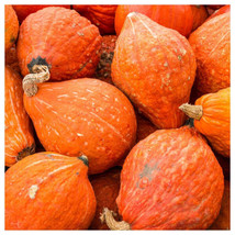 10 Golden Hubbard Winter Squash Seeds Nongmo Harvest Fresh Garden - £4.38 GBP