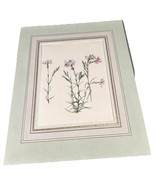 Vintage Drawing Of Wild Carnations By A French Artist From 19th Or 20th ... - €16,97 EUR