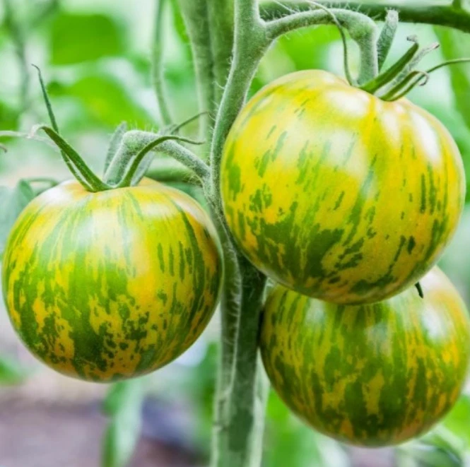 Tomato GREEN ZEBRA Indeterminate UNIQUE HEIRLOOM Sweet &amp; Zingy! Non-GMO ... - $9.67