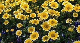 Chrysanthemum Garland, 43+ Seeds, Organic, Newly Harvested, Golden - £4.72 GBP